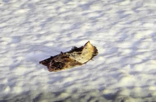 Réf. 285 068 : Acleris variegana